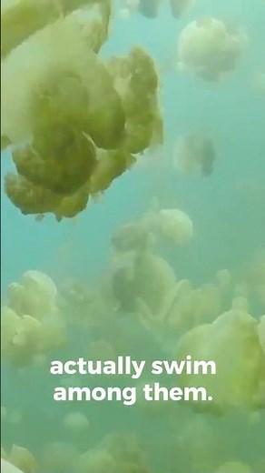 The Lake Full of Jellyfish That Don’t Sting