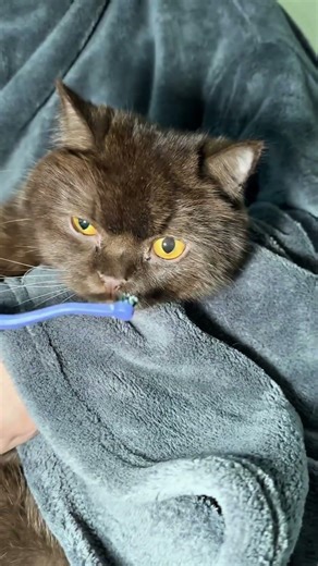 Happy clean teeth😬🪥#catshorts #catbrushingteeth #catcare #catroutine