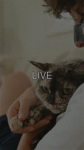 A Longer Life for Our Feline Friends Cats have come a long way since 1930 Back then...