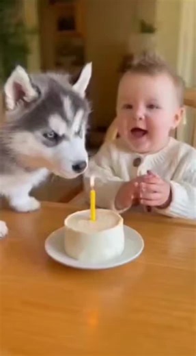 KidsZone on Instagram: "Birthday celebration 🎂 😅🤣🤣🤣"