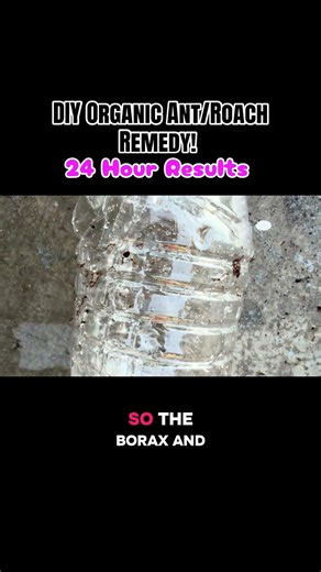 DIY Organic Ant/Roach Remedy! 24 hour results!. #diy #organic #momlife #natural #florida