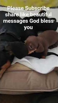 beautiful 3 weeks baby dachshund you're precious #dogslife #puppy #puppypic #puppylife #puppygram