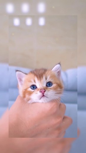 Cute pet on TikTok