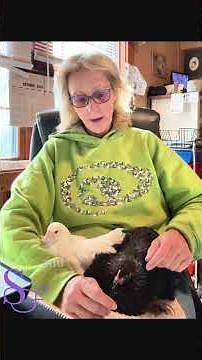 Emotional support or therapy chickens intro