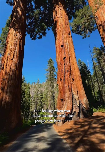 Sequoia National Park family trip 2025 🌲✨ These giant sequoia trees are absolutely breathtaking! We stayed near Camp Nelson, discovered an amazing natural swimming pool at Lower Coffee Camp which has easy river access, and spent a perfect day at Lake Success. 🐟 If you're planning a California national park adventure, Sequoia needs to be on your list! The hiking trails, towering trees, and hidden swimming spots made this perfect for our family. #SequoiaNationalPark #FamilyTravel #CaliforniaTrav