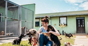 Shelter worker shares video explaining why each dog was given up — and the reasons are heartbreaking