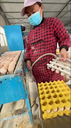 Vacuum Egg Lifter in Action | Safe & Efficient Egg Handling Technology