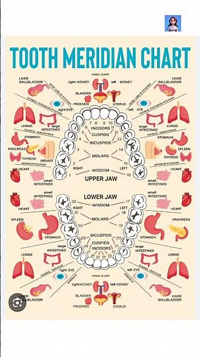 Tooth Meridian Chart | Reflexology Chart