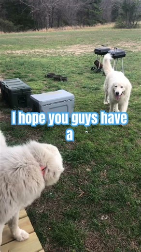 Cute Pyrenees #livingtheirbestlife #dog #cute #greatpyrenees