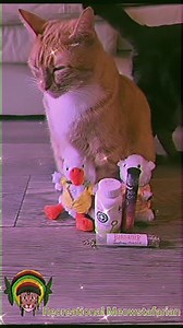 1K views · 31 reactions | Meowijuana - A Catnip Company #catnip #meowijuana #recreationalmeowstafarian #blackfriday #catsoffacebook #cat #catstagram #meowfluencer #catenrichment | Recreational Meowstafarian | Facebook