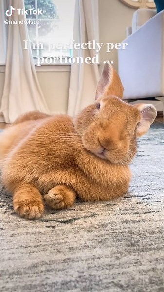 Understanding Dewlap in Flemish Giant Rabbits