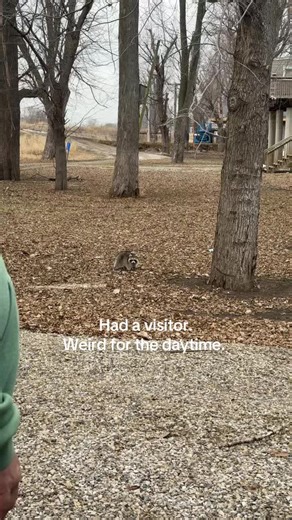 He hung out in our tree all day. 🤷🏼‍♀️🦝 | Tree