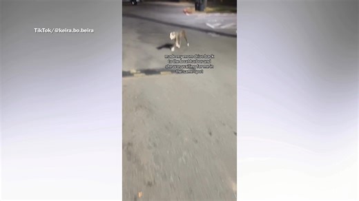 Teen finds stray puppy on vacation—what happens next has people in tears
