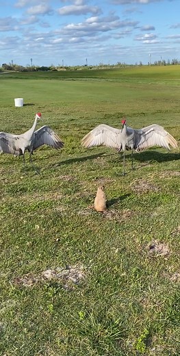 Prairiechuck on TikTok