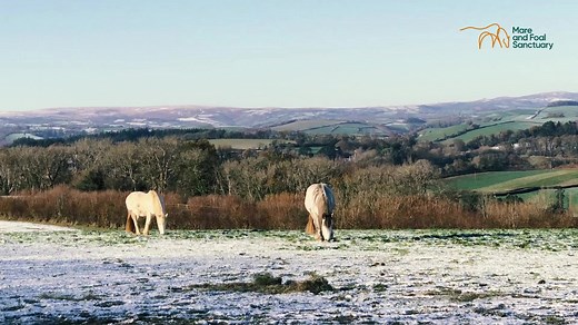 For more than 30 years The Mare and Foal Sanctuary charity has been rescuing horses, ponies and foals. We love and value horses and ponies. As sentient beings, they deserve our kindness and care. Unfortunately, there is still a need to rescue, rehabilitate and rehome horses and ponies – and to educate people about how to care for them. In just the last 12 months, we have: Rescued 30, rehomed 52 and supported 447 equines living within our network of carers… Horses and ponies are our world. They d