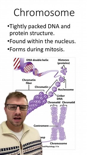 Understanding Chromosomes in Cell Biology