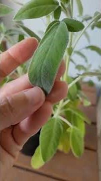 Sage officinalis THE PLANT OF WISDOM #sage #salviaofficinalis #plantsthatheal #plants