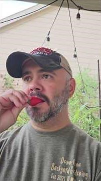 Harvest & Taste: Pimento Pepper || DHBG #garden #mybackyardgarden #gardeningforbeginners