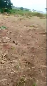 4.1K views · 20 reactions | SHS Students Destroyed Assistant Headmaster's Farm For Strict Examination Supervision. Hmmm. GHANA OBIAAAA AY3 WILD! | FireOne USA | Facebook