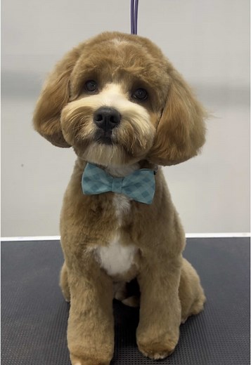 Cavoodle Grooming Tips for Perfect Styles