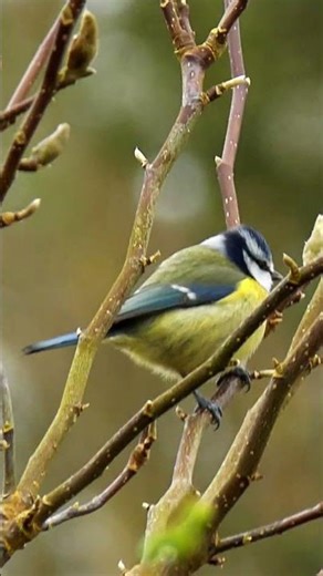 An Eurasian Bluetit