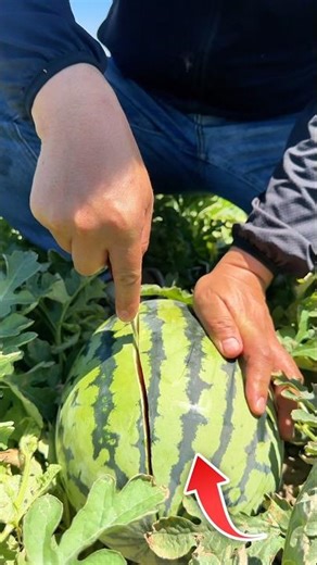 Shocking Watermelon 🍉😳 #shorts #shortsvideo #watermelon
