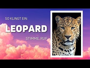 Tiergeräusche & Namen für die Kleinsten: Leoparden Gebrüll (DEUTSCH) 🐆