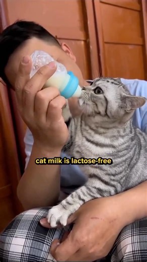 What can cats drink besides water?
