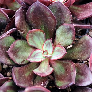 Echeveria nodulosa - Painted Echeveria