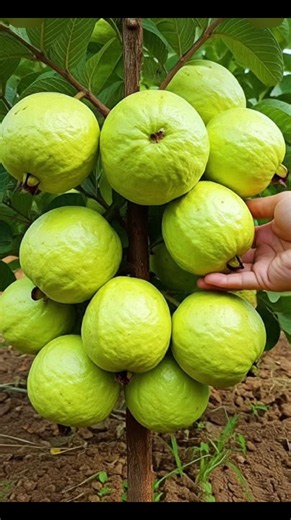 How to Grow Guava Plant from Cuttings at Home | Easy Step-by-Step Method #Shorts