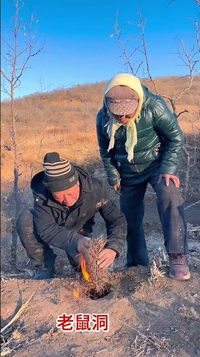 Top Rodent Control Hacks: DIY & Professional Solutions