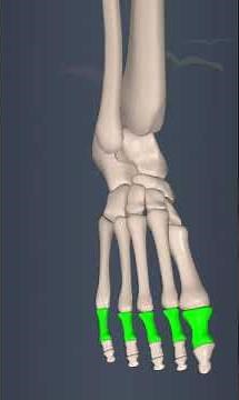 Anatomy of foot