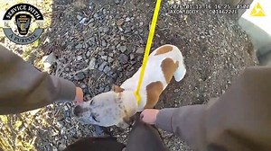 🐶 Troopers Rescue Pup Stranded on I‑80🐾 A few weeks ago, troopers from our Milan Post responded to a call about a dog trapped along the median on I‑80 in Cuyahoga County. When they arrived, they gently secured the pup with a leash and convinced the sweet girl, now named Freckles, to hop into the back seat of their cruiser. Some situations call for toughness, others call for compassion, and troopers are trained to bring both. If you think you have the right mix of courage and heart, apply today