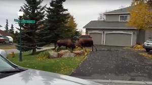 Normal suburban house becomes stage for intense moose battle