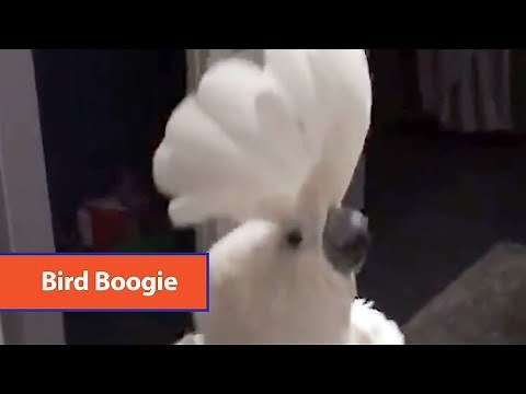 Bird Dances To Music