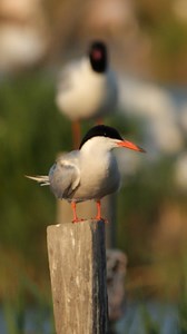 Arctic Tern sitting on a windy weather #windy #tern #arctic #bird #cute #nature #wildlife HA34736 | HAWI Studios