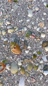 Here we go… * * #shell #shelling #tenthousandislands #swfl #shellhunting #seatreasure #oceanlover #beachlover #shelllover #gulfofmexico #naplesfl #marcoislandflorida #vacation #floridavacation Video Taken by Team Member Capt Colt | Reel Kind Fishing and Tours