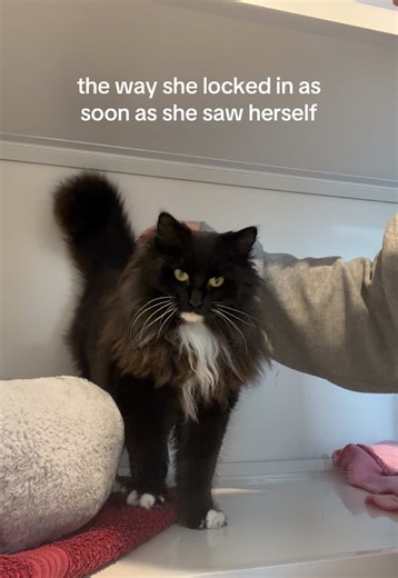 Diva Cats: The Fluffy Queens of Self-Admiration