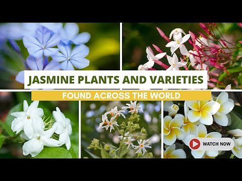 Best Jasmine Plants and Varieties Found Across the World