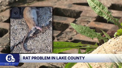 'Disgusting': Willowick, Eastlake residents report a rodent takeover
