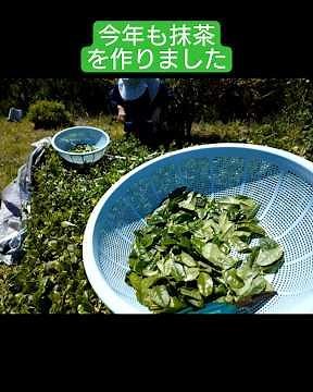 今年も実家の隅にあるお茶の木で抹茶作りをしてみました。