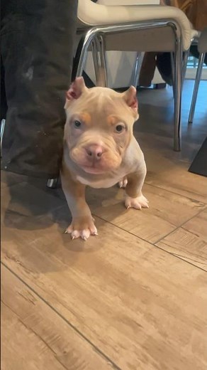 Extreme Build Pocket American Bully Puppy at 9 weeks old #puppy #pocketbullypuppy