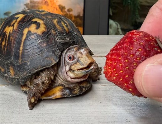 Box turtle kept in darkness for 50 years and fed cat food whisked away to her new life becomes social media sweetheart - Pet Rescue Report