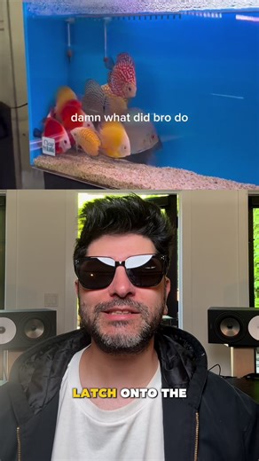 These fish are scared of this pleco fish #fish #fyp | fish