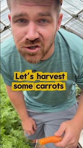 Harvesting Carrots in the Garden #garden #mybackyardgarden #gardening