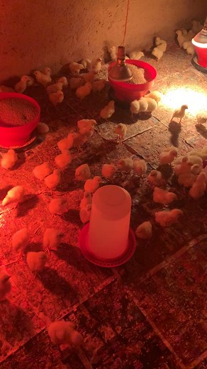 5.4K views · 124 reactions | Frist week of brooding stage #broiler #chicken #farmlife | Makwala Agri | Facebook