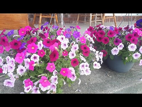 How to Fix Lifeless Hanging Flower Baskets! (Leggy Petunias)