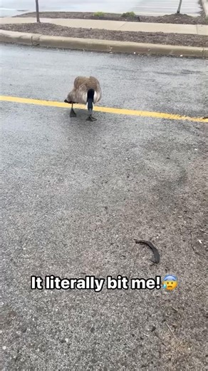 48K views · 39 reactions | Canadian geese are not your friends : @chatisthisreal371 via @6ixdriptv #TorontoCulture - #toronto | Toronto Culture | Facebook