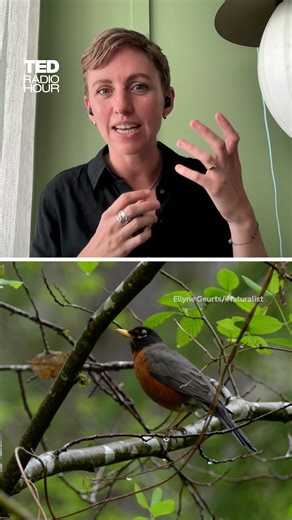 MIT professor Sara Beery explains how using AI with millions of wildlife photos from citizen scientists worldwide can tackle real-world challenges in conservation.⁠ Watch TED Radio Hour: | NPR