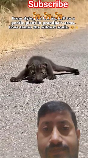 black tiger lovers 🐈‍⬛🐈‍⬛ #cat #animals#cute#rescue #vikram #funny#tiger#vikram video #comedy films